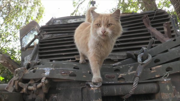 сводки ополчения новороссии