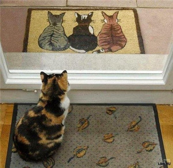 котики смешные с надписями