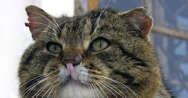 европейский лесной кот камышовый