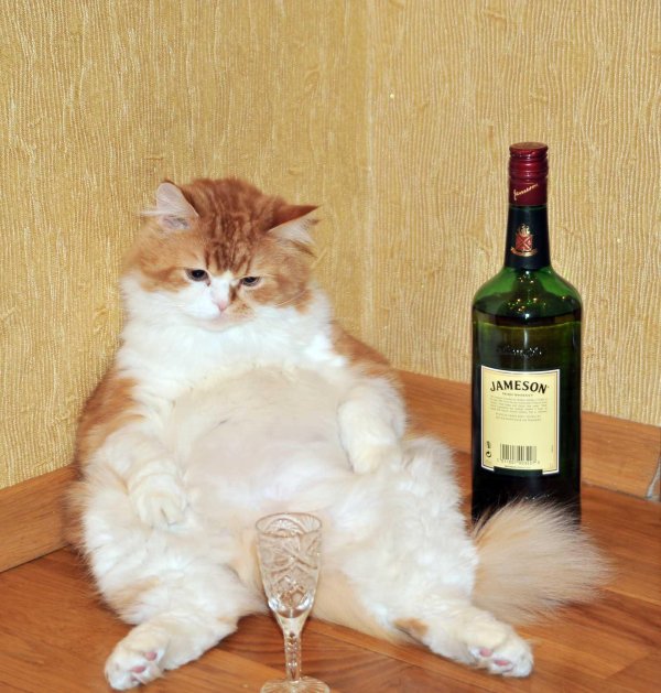 котик с вином