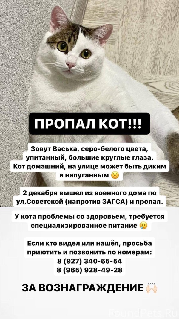 пропала кошка