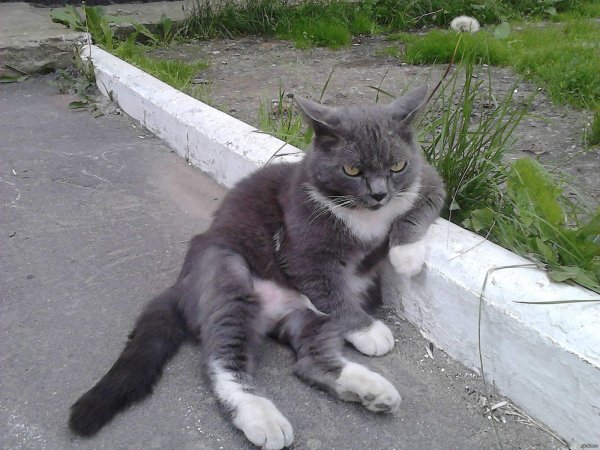 заинтригованный кот