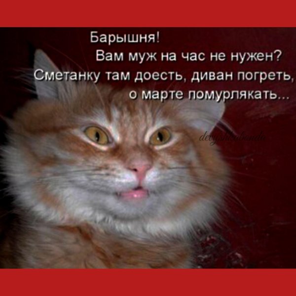 коты юмор