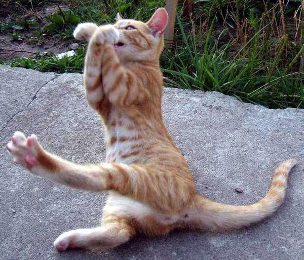 рыжего кота