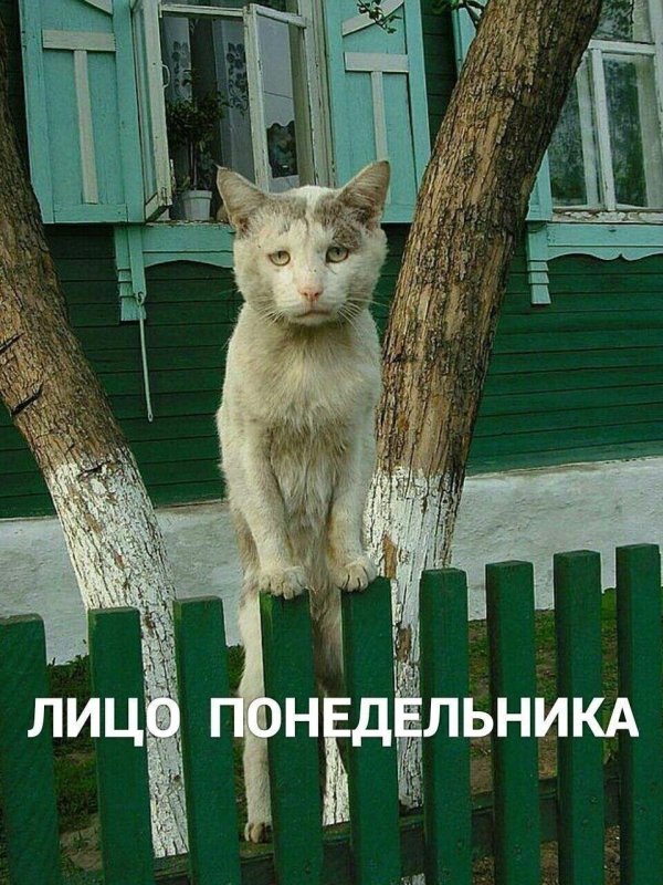 лицо понедельника