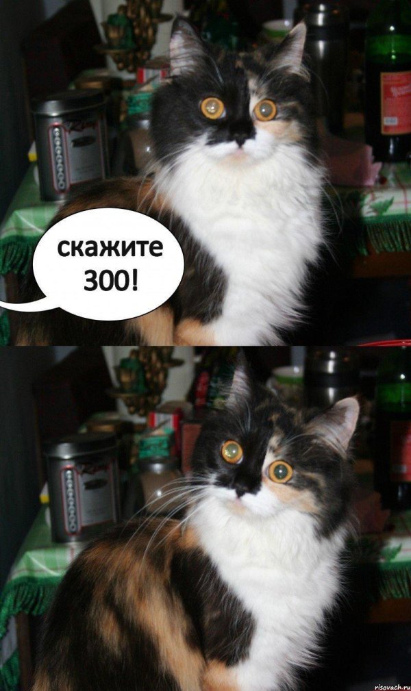 мемы с котами