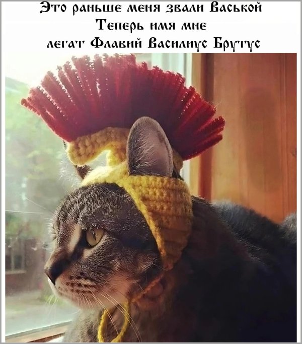 Кот васька