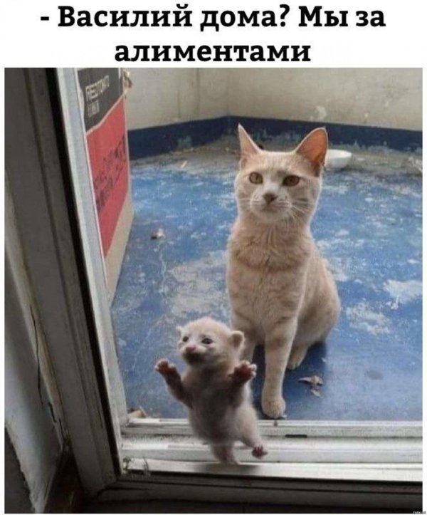 котики для поднятия настроения