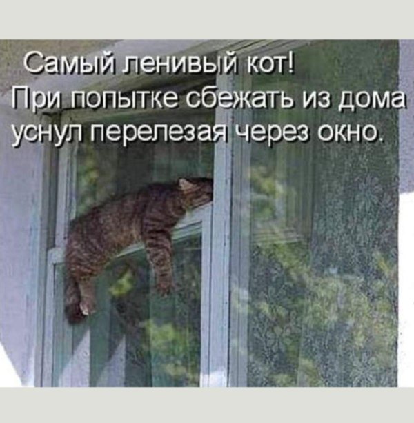 кошка на окне