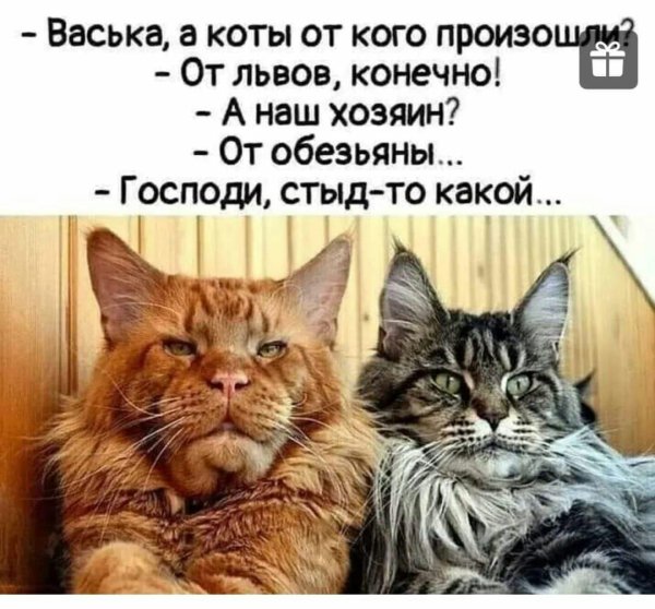 мейн кун кот