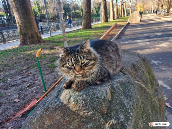 кошка сибирская