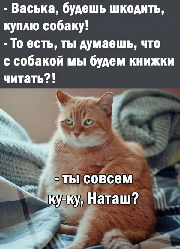 коты юмор