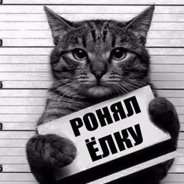 коты с табличками