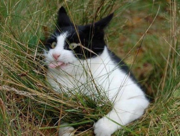 отпусти меня чудо трава