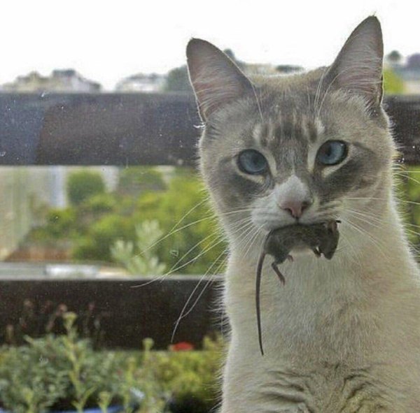 кот с мышью в зубах