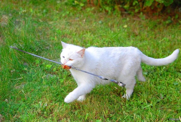 кошка на поводке