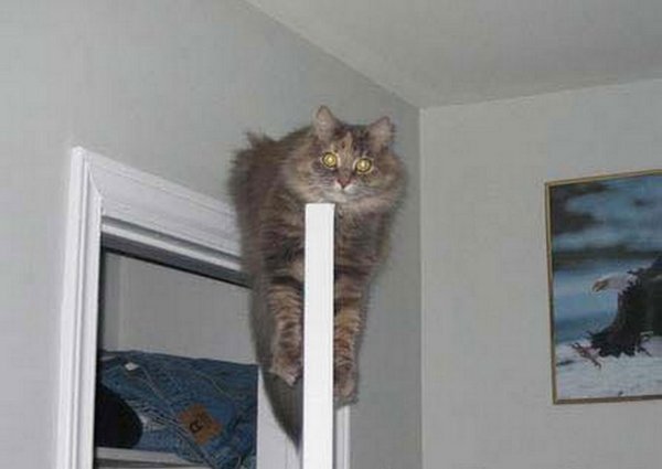 прикольное животное