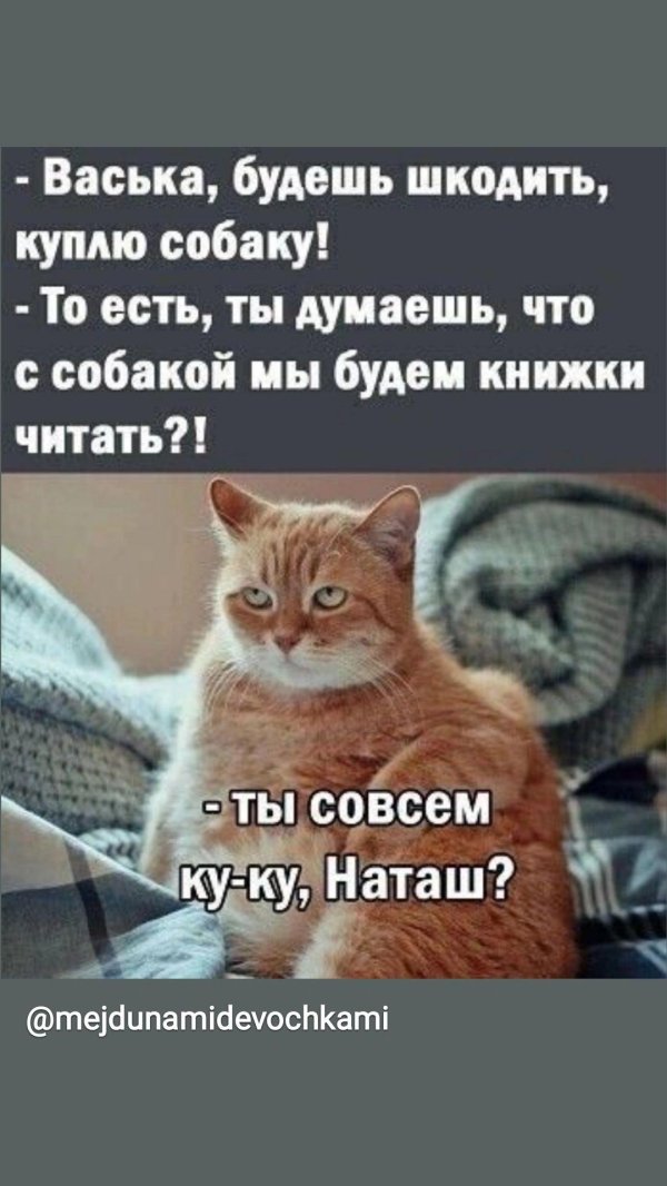 коты юмор