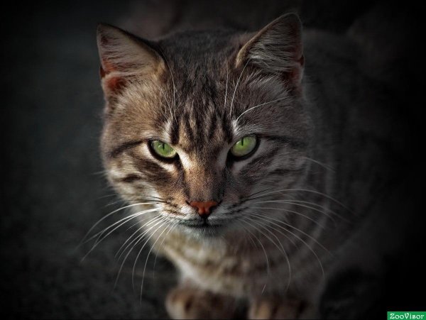 кошка с зелеными глазами