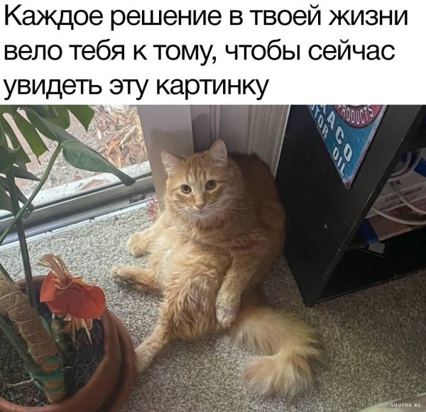 эти котики