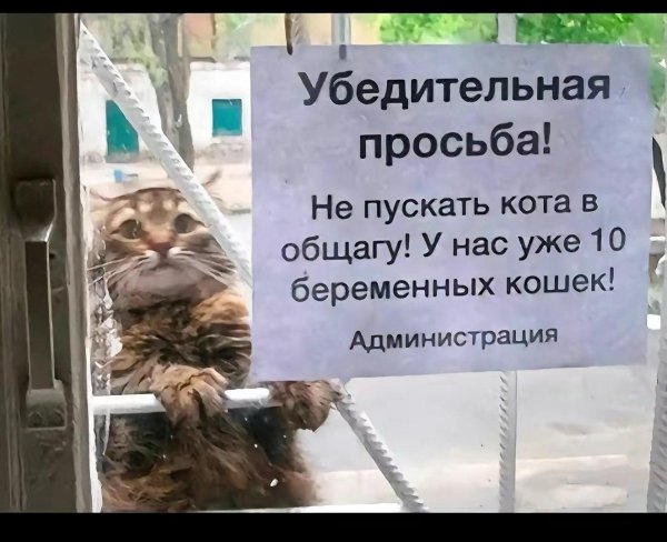 не пускайте кота в общагу