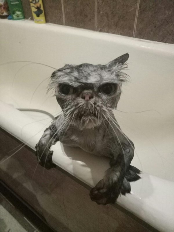 мокрая киска