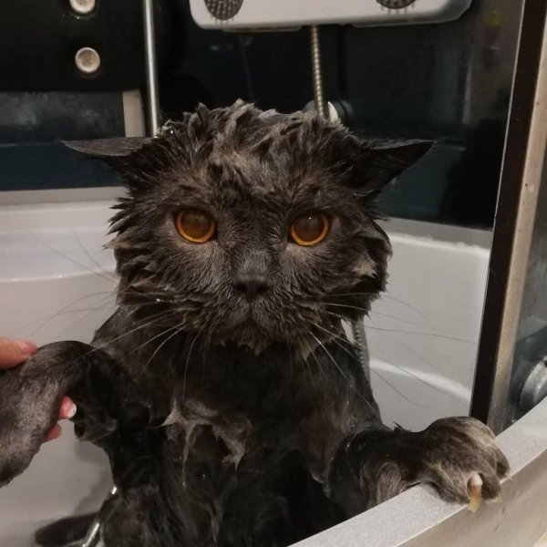 мокрые котики