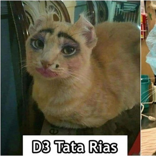 накрашенные коты