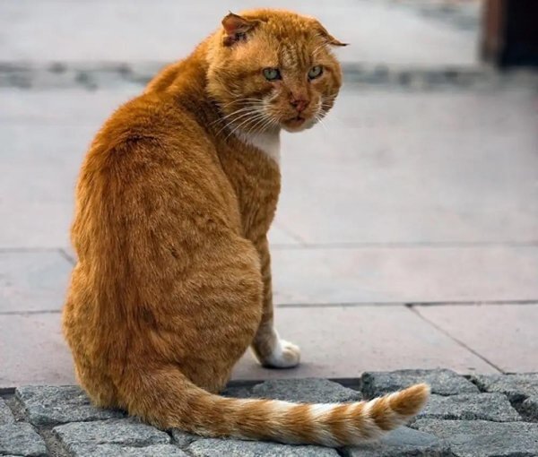 рыжего кота