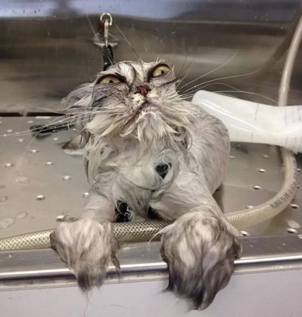 мокрая киска