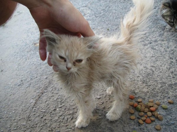грязный котенок