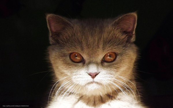 мемы с котиками