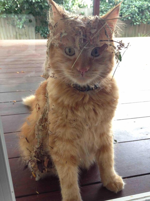 кошка облезлая