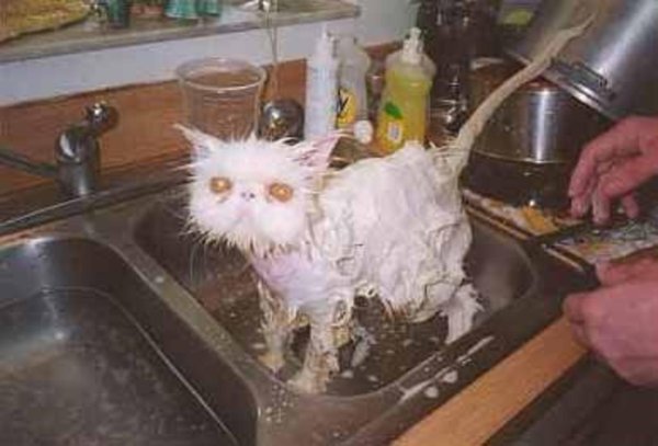 мокрые коты