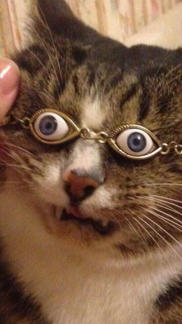 котик в очках