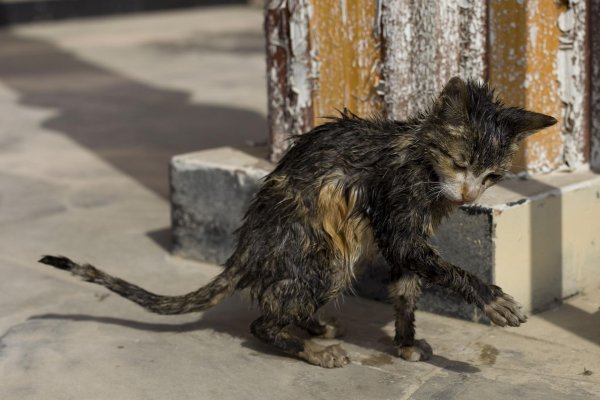 драная кошка