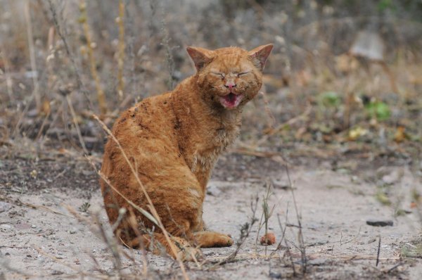 рыжего кота