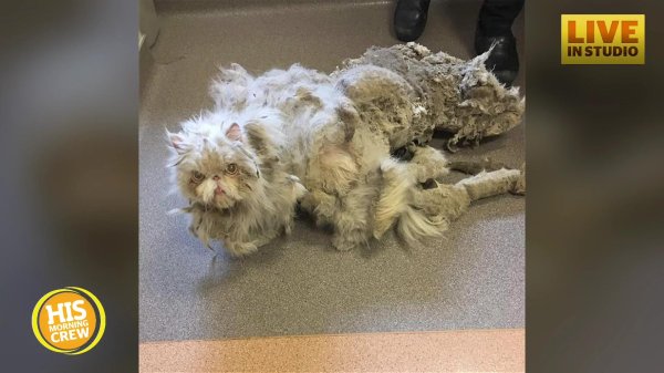 кошачьи колтуны