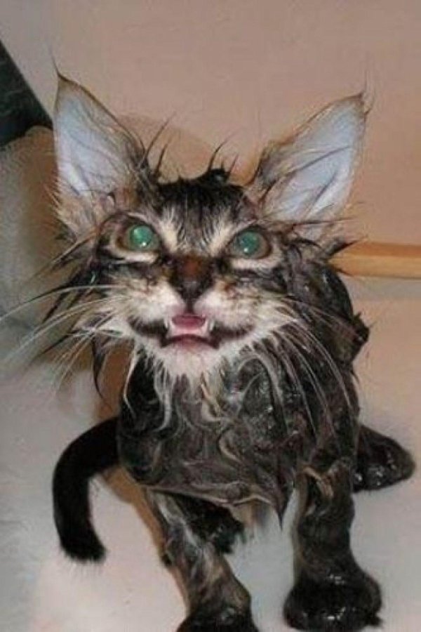 мокрая киска