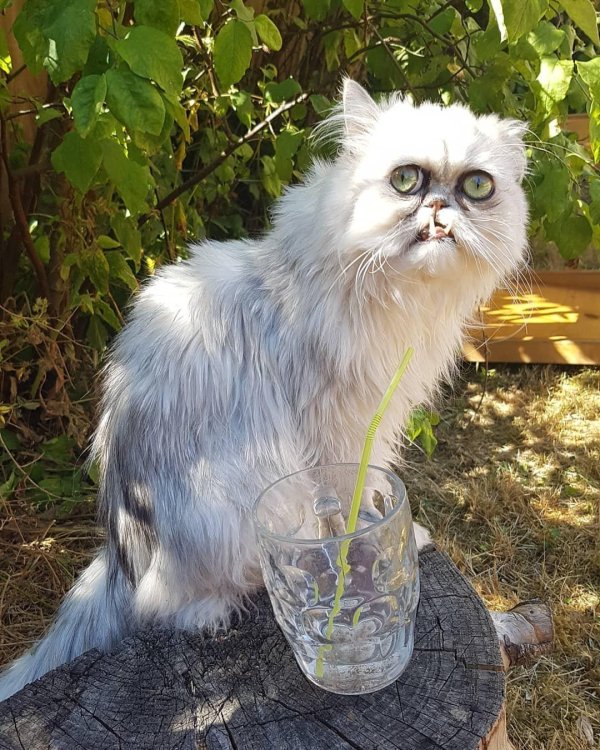 персидская шиншилла вилфред