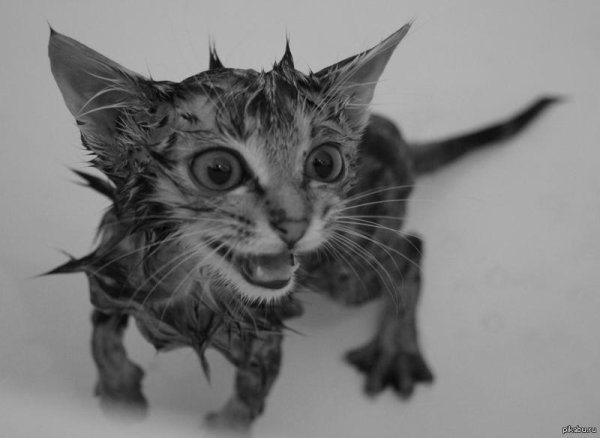 мокрая киска