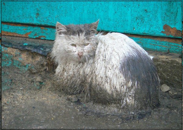 грязный кот