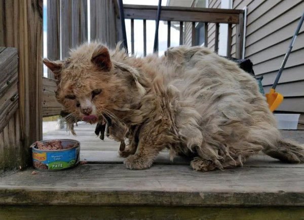 вирусный лейкоз у кошек