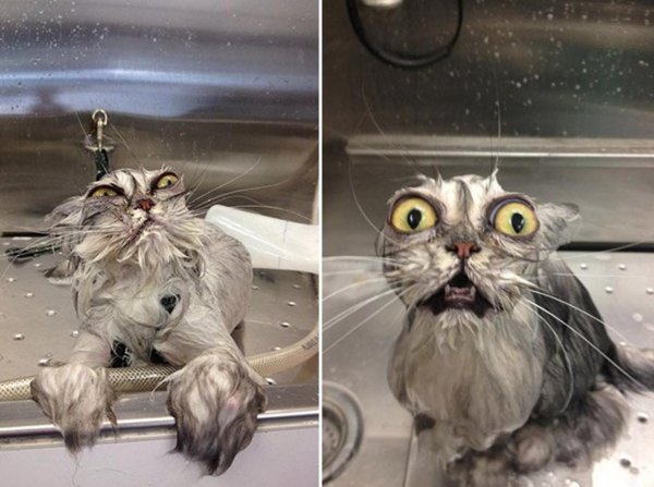 мокрые коты