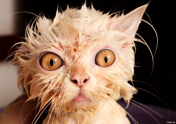 мокрые коты