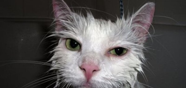 мокрые коты