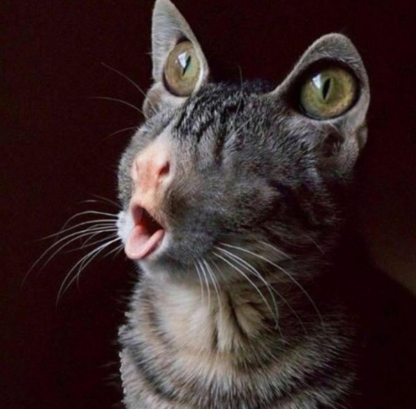 смешные морды котов
