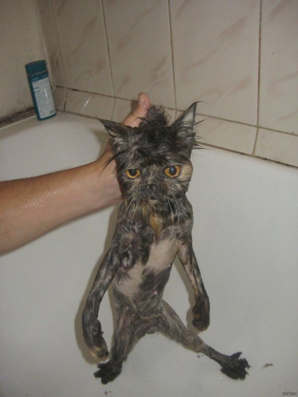 мокрая киска