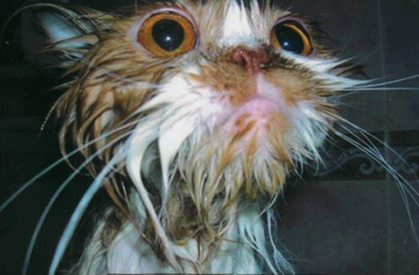 мокрая киска