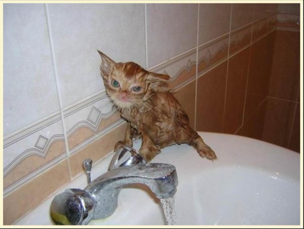 мокрая киска